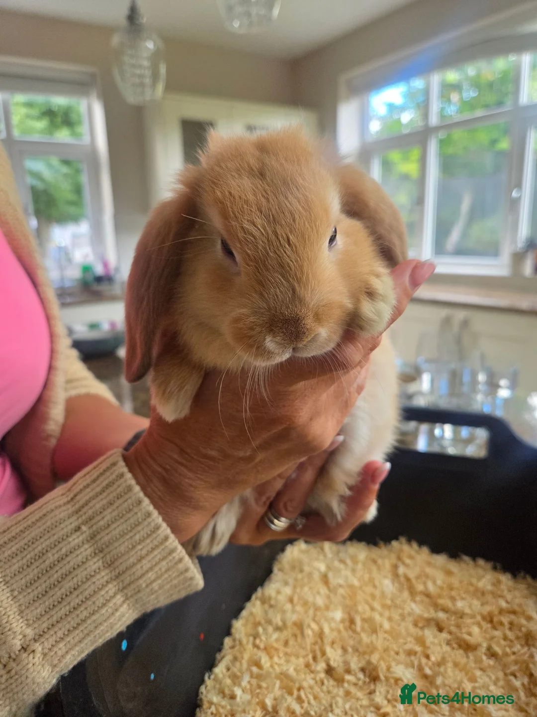 Mini Lop rabbits for sale: Mini Lop Bunnies for sale in Stockport - Advert 2