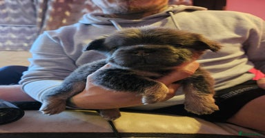 French Bulldog dogs - Advert 3