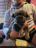 French Bulldog dogs - Advert 7