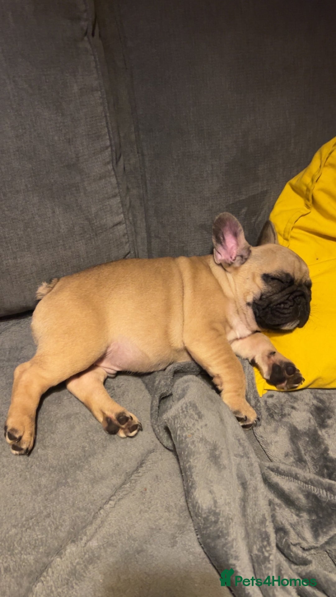 French Bulldog dogs for sale: KC, standard colours French Bulldog puppies🐾 - Image 6