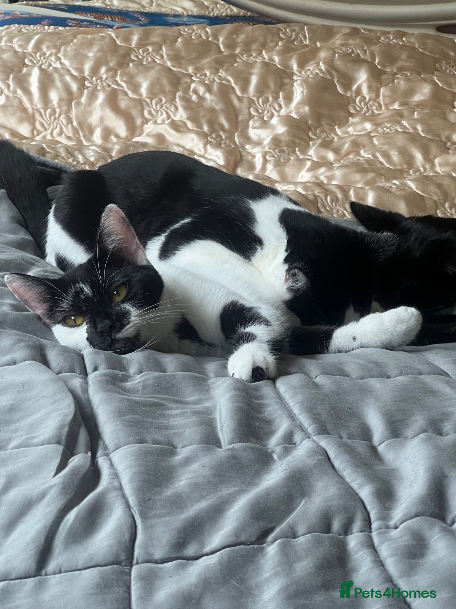 Mixed Breed cats Well-Socialised Kittens – Loving Homes Wanted - Advert 1