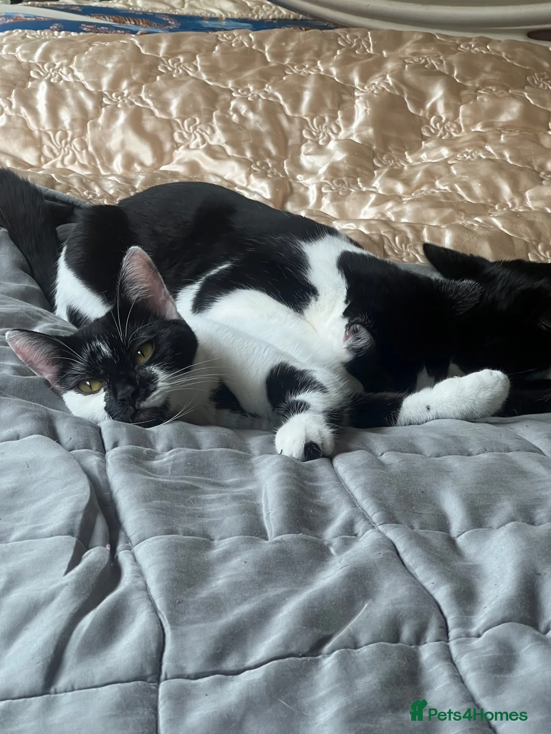 Mixed Breed cats for sale: Well-Socialised Kittens – Loving Homes Wanted - Advert 1