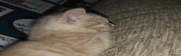 Scottish Fold cats for sale: Scottish folds  - Advert 14