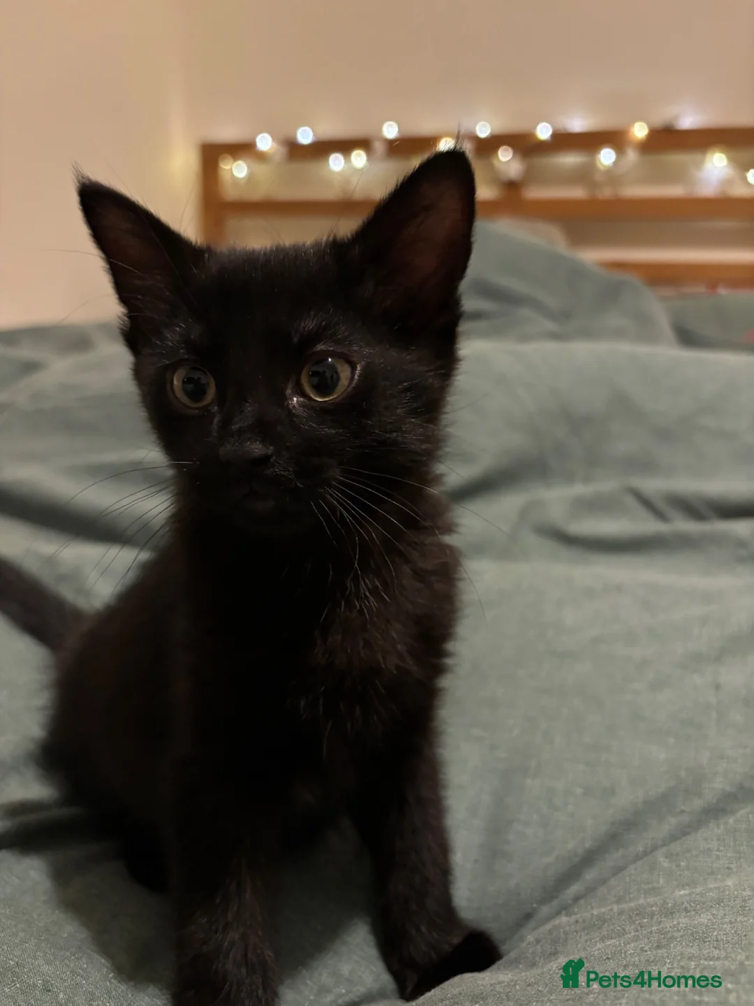 British Shorthair cats for sale: Black female kitten  - Advert 4