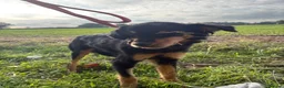 Mixed Breed dogs for adoption: Frank - Norwich norfolk - Advert 5