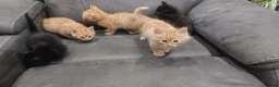 Mixed Breed cats for sale: Kittens ginger/black  - Advert 7