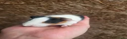 Guinea Pig rodents for sale: Baby Guinea Pigs in Rhyl - Advert 4