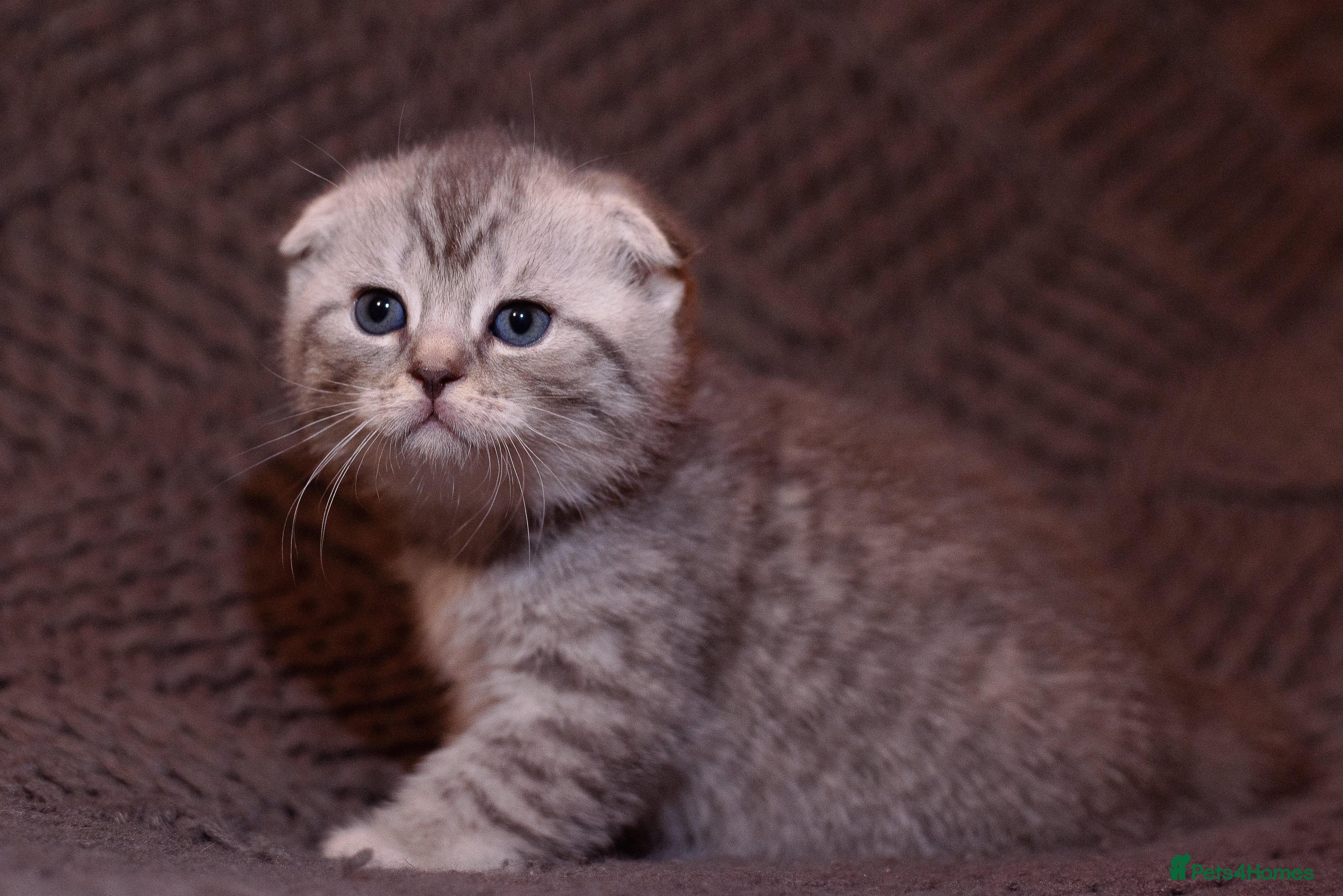 Scottish Fold cats Gorgeous Scottish Fold and straight kittens - Advert 1