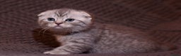 Scottish Fold cats for sale: Gorgeous Scottish Fold and straight kittens - Advert 14