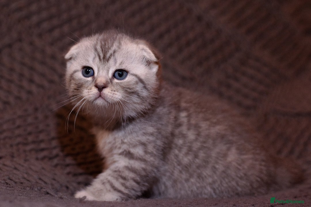 Scottish Fold cats for sale: Gorgeous Scottish Fold and straight kittens - Advert 14