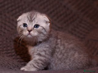 Scottish Fold cats Gorgeous Scottish Fold and straight kittens - Advert 1