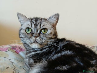 British Shorthair cats Bsh .Silver Classic Tabby . - Advert 12