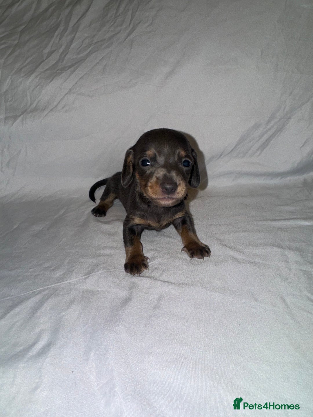 Miniature Dachshund dogs for sale: Miniature Dachshunds Available - Advert 8