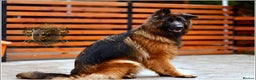 German Shepherd dogs for sale: ADULT LONGHAIRED GSD FEMALE  - Advert 7