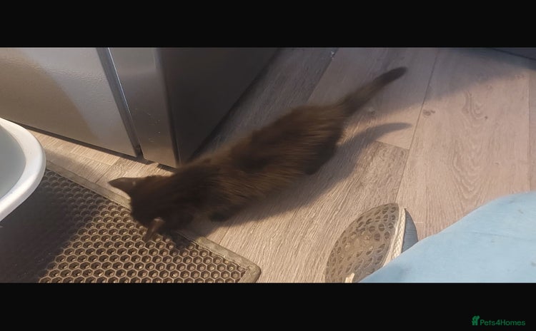 Domestic Shorthair cats - Advert 2