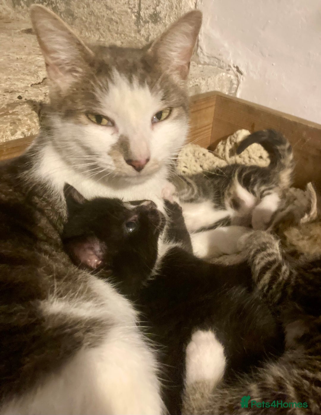 Ragdoll cats for sale: GORGEOUS Ragdoll X kittens  - Advert 4