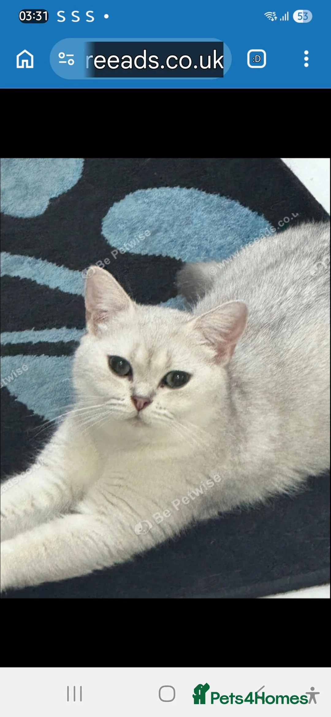 British Shorthair cats for sale:  BRITISH SHORT HAIR  - Advert 6