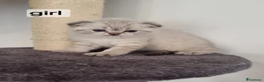 Scottish Fold Kitten 5