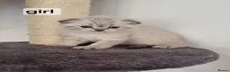 Scottish Fold cats for sale: Scottish Straight and Scottish Fold  - Advert 5