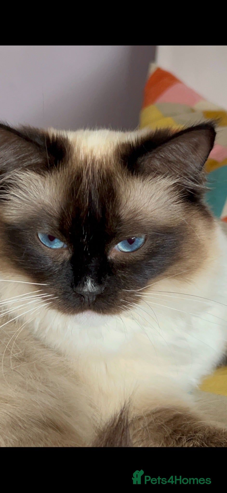 Mixed Breed cats Ragdoll / British Short Hair Kittens For Sale £100 - Advert 1
