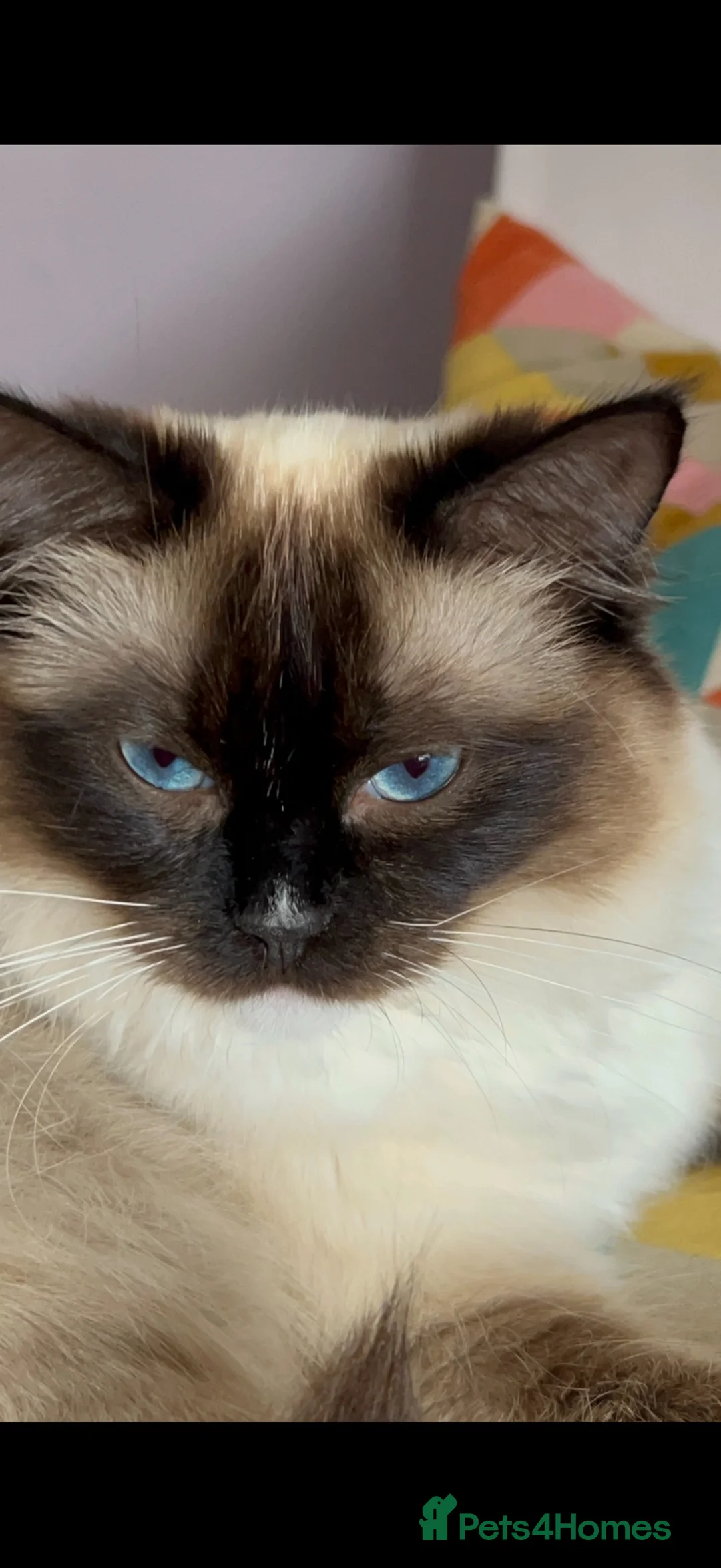 Mixed Breed cats for sale: Ragdoll / British Short Hair Kittens For Sale £100 - Advert 1