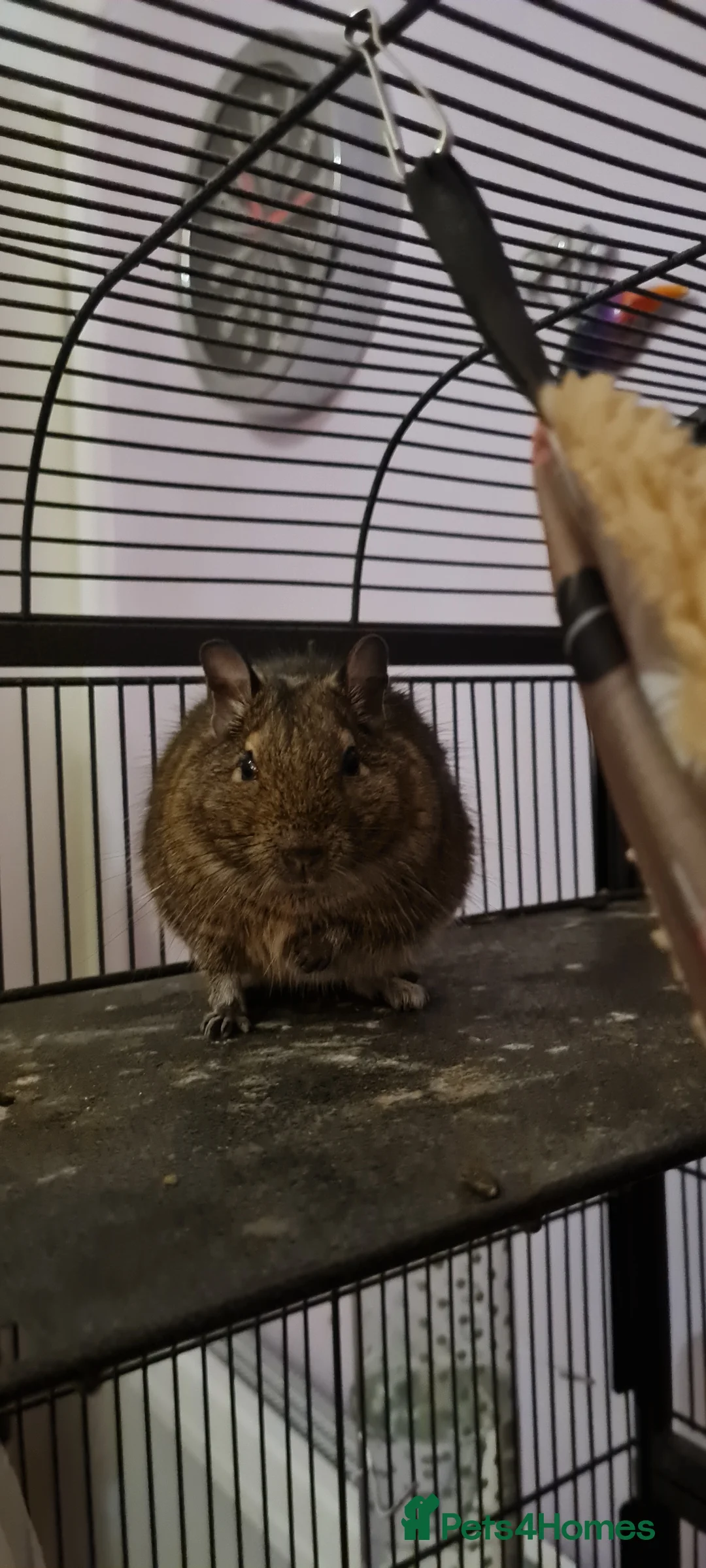 Degus rodents for sale: 3 young male Degus and whole cage set up for sale in Weymouth - Advert 4