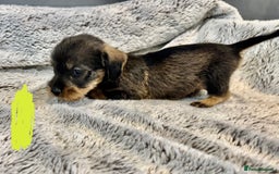 Dachshund dogs for sale: wirehaired dachshunds (teckels) - Image 10