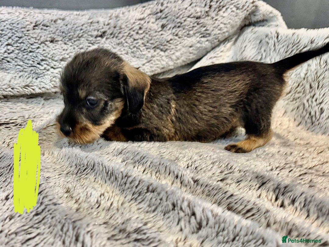 Dachshund dogs for sale: wirehaired dachshunds (teckels) - Image 10