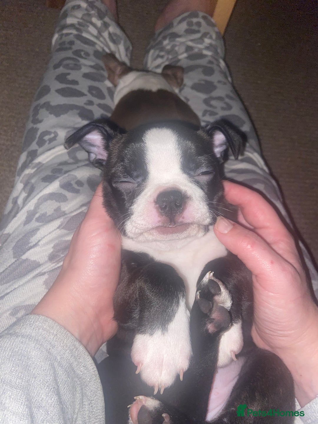 Boston Terrier dogs for sale: 🐾 Last Boston Terrier pup available 🐾 - Advert 11