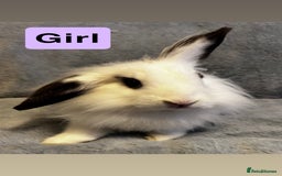 Lionhead rabbits for sale: Lion head Bunnys  - Image 5