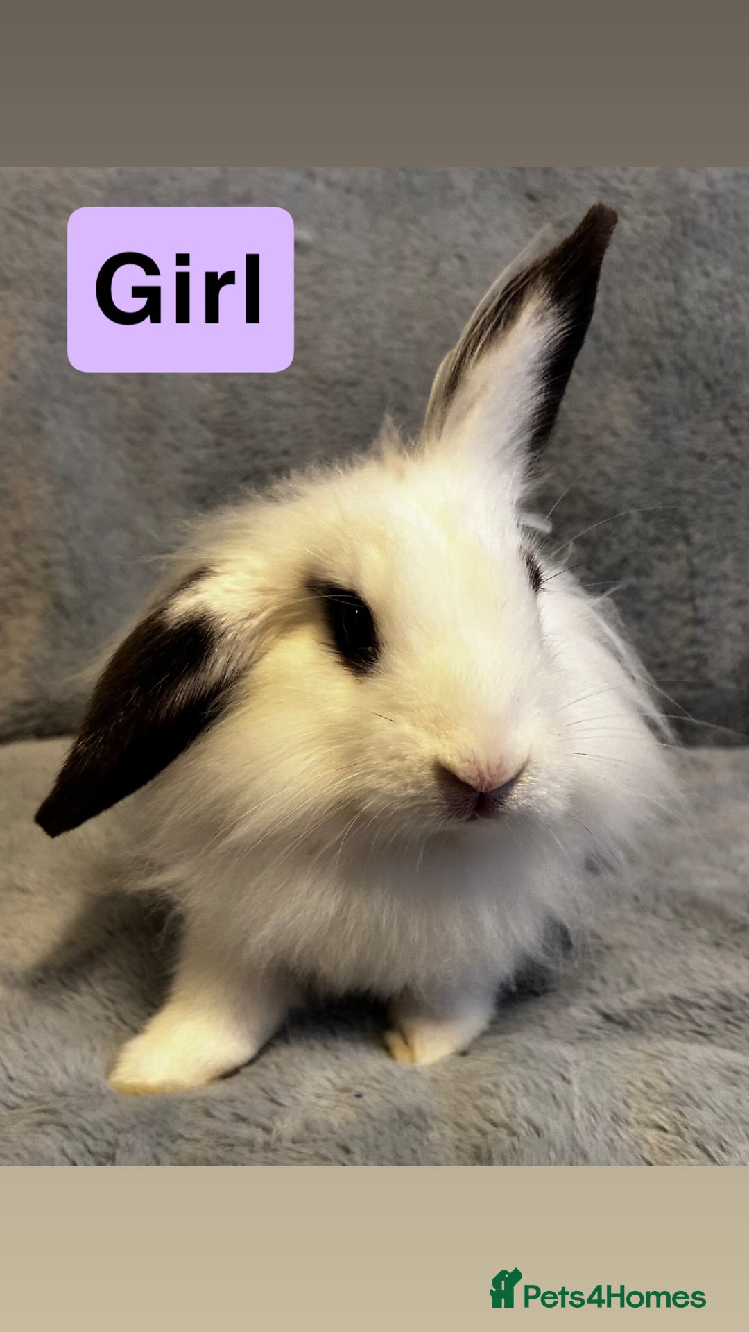 Lionhead rabbits for sale: Lion head Bunnys  - Image 5