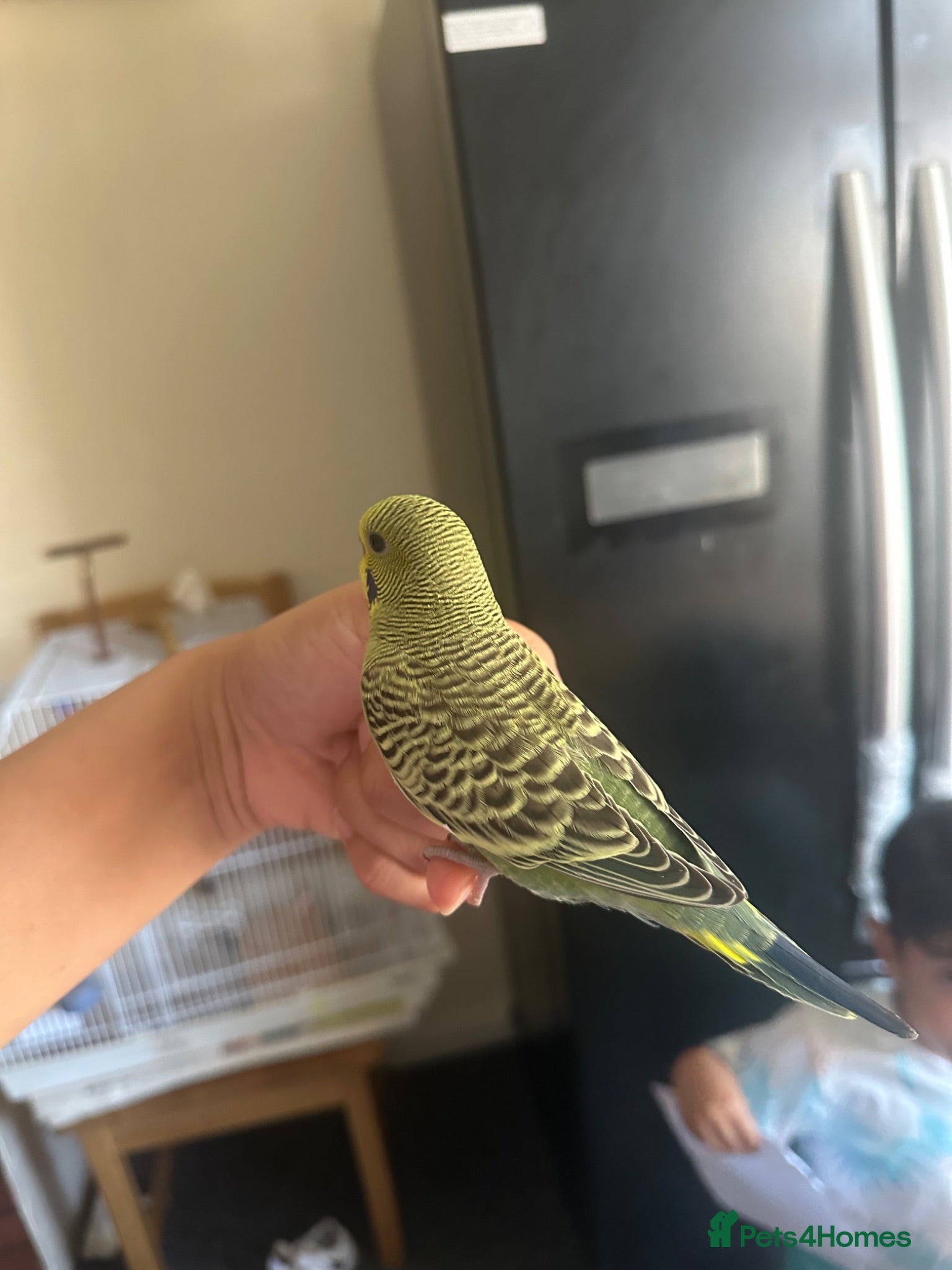 Budgerigars birds Lovely hand tamed green black wings budgie - Advert 2