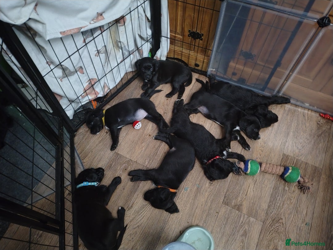 Mixed Breed dogs for sale: READY!! Sprocker jack pups + free bag in Hereford - Image 20