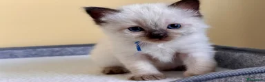 Ragdoll Kitten 2