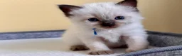 Ragdoll cats for sale: DNA Clear Blue Eyed Seal & Blue Point Ragdolls - Advert 6