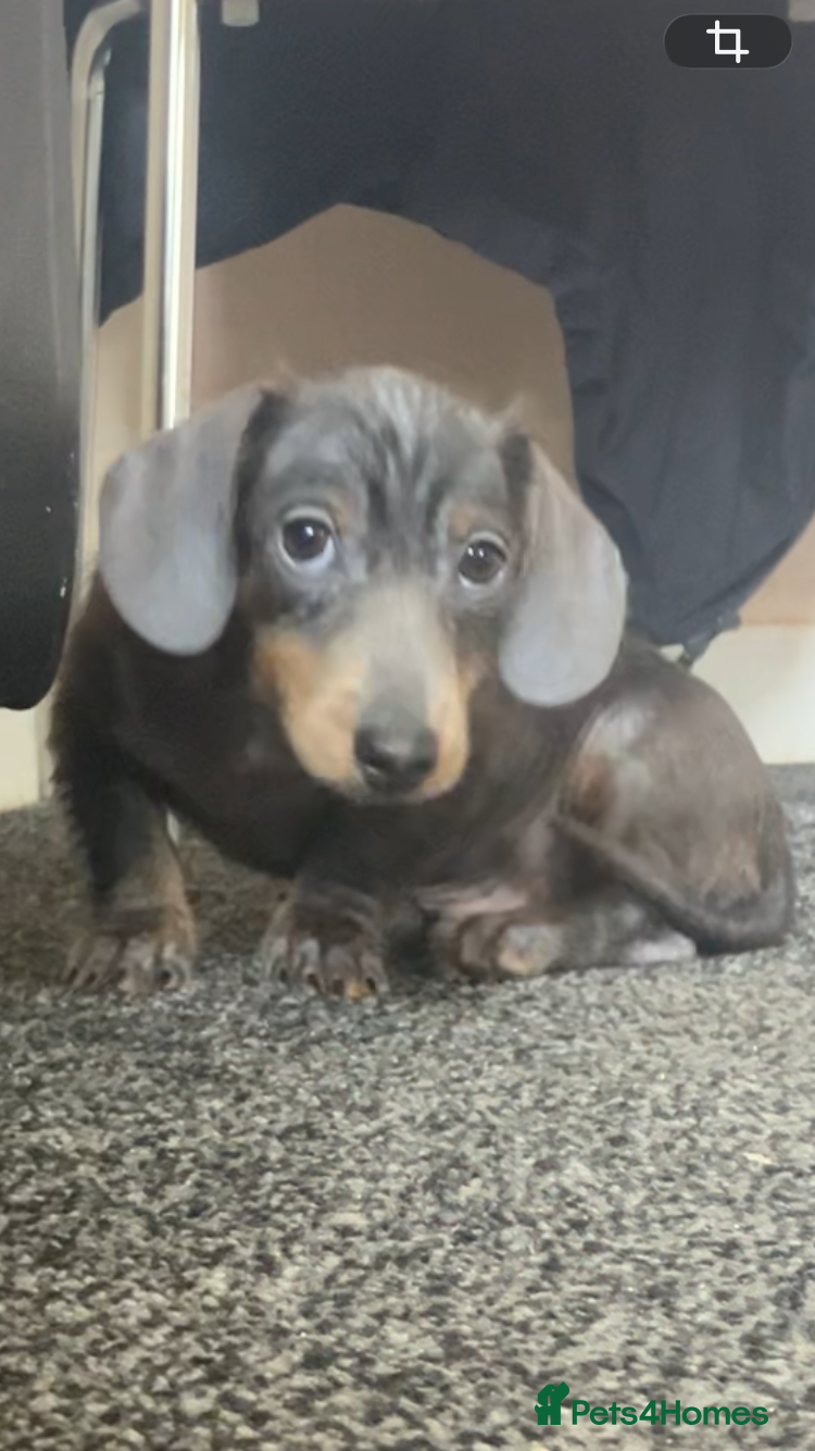 Miniature Dachshund dogs 2 beautiful pups  - Advert 13