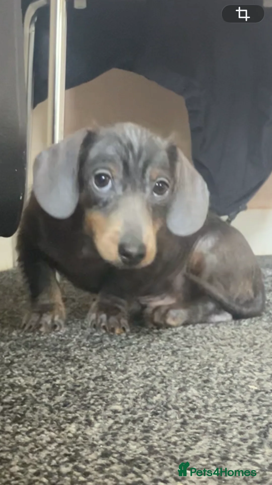 Miniature Dachshund dogs for sale: 2 beautiful pups  - Advert 1