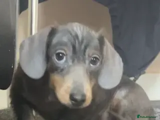 Miniature Dachshund dogs 2 beautiful pups - Advert 13