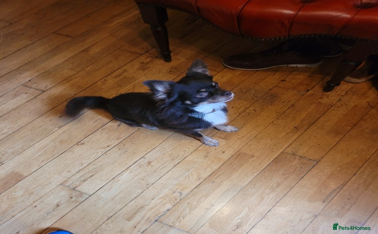 Chihuahua dogs Loyal and loving Chihuahua's for sale  - Advert 1