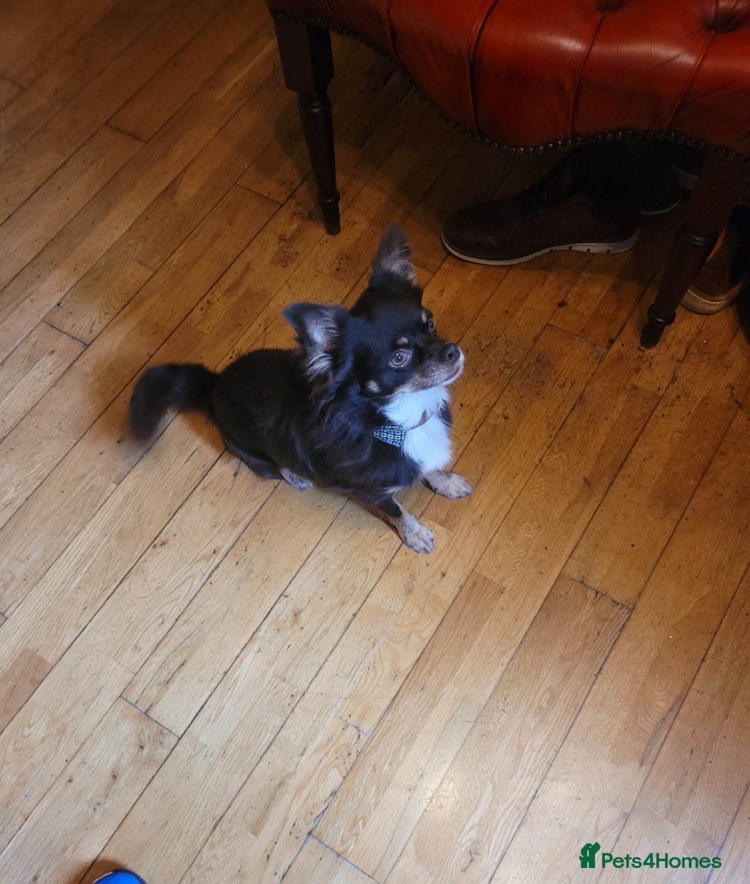 Chihuahua dogs for sale: Loyal and loving Chihuahua's for sale  - Image 3