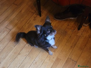 Chihuahua dogs Loyal and loving Chihuahua's for sale - Advert 1