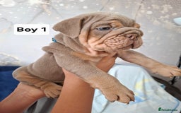 English Bulldog dogs for sale: Beautifull full suit lilac and tan - Image 4