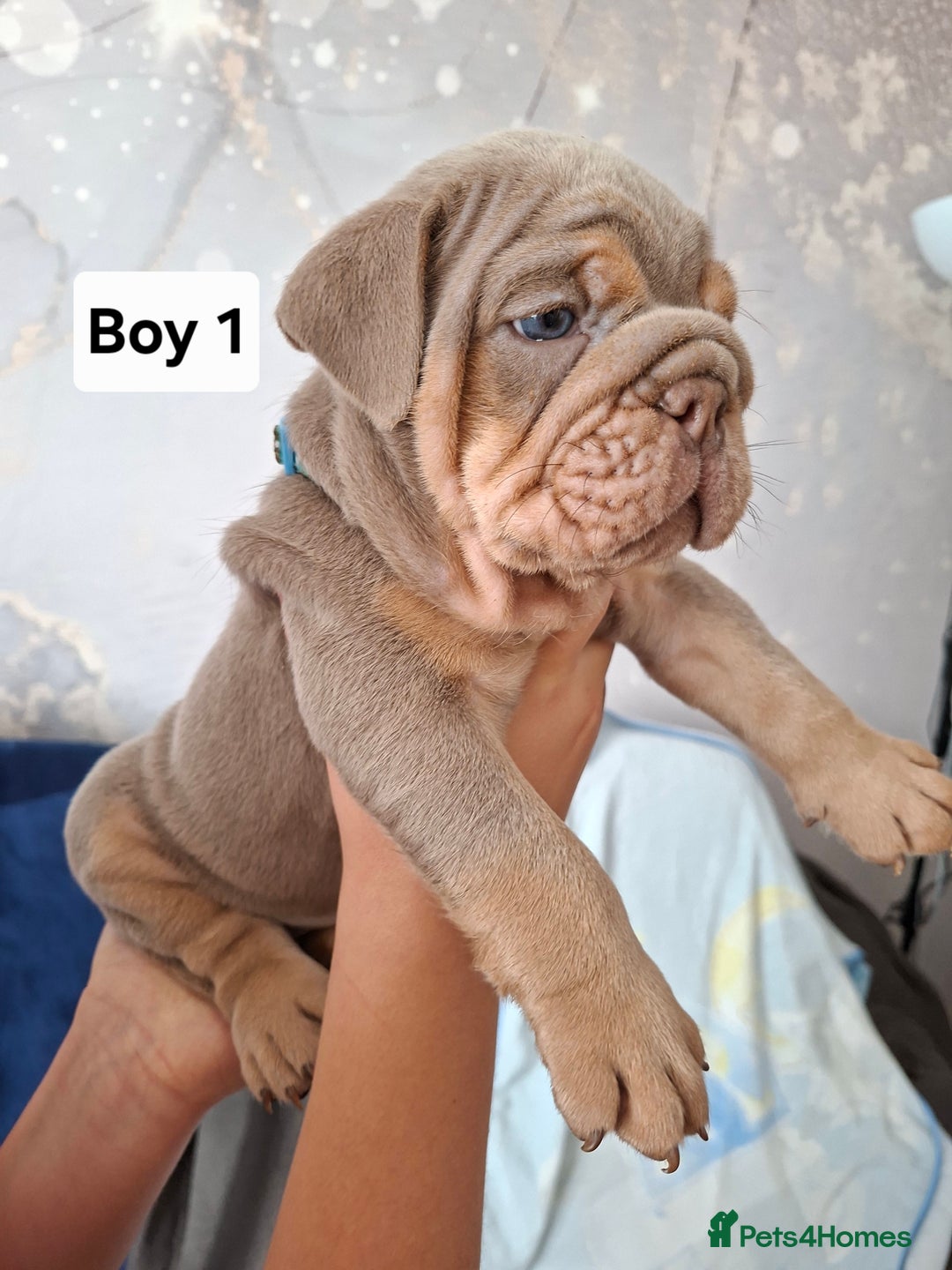 English Bulldog dogs for sale: Beautifull full suit lilac and tan - Image 4