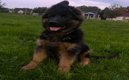 German Shepherd dogs for sale: Top Quality GSD puppies available  - Image 3