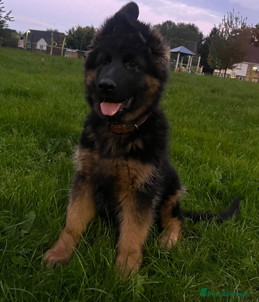 German Shepherd dogs for sale: Top Quality GSD puppies available  - Image 3