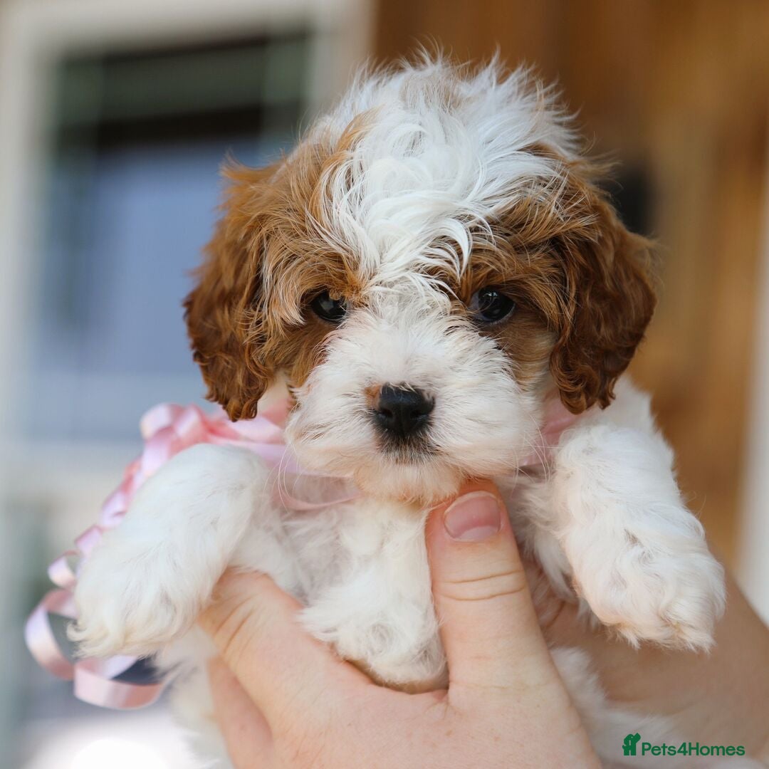 Cavapoo dogs for sale: Beautiful Toy Cavapoo Puppies for sale - Image 15