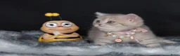 British Shorthair cats for sale: Registered Golden British Shorthaired kittens - Advert 16