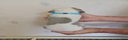 Whippet dogs for sale: Beautiful RKC Registered Puppies - Advert 23