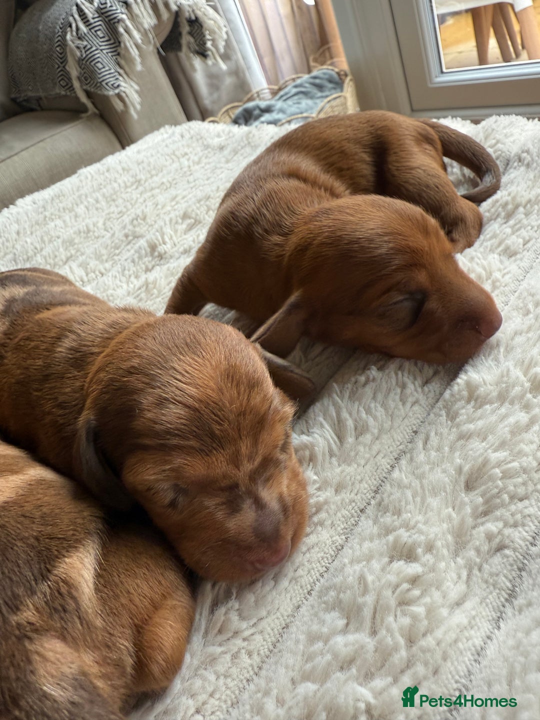 Mixed Breed dogs for sale: Beautiful 3/4 dachshund puppies - Image 2