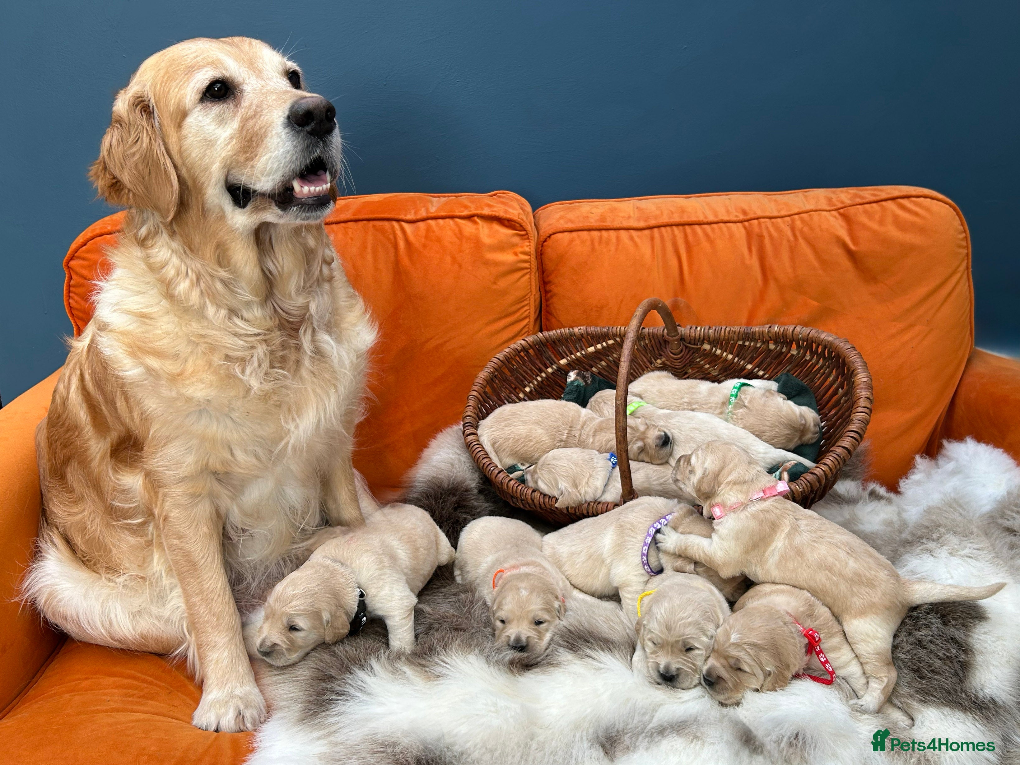 Golden Retriever dogs New Forest - Beautiful Golden Retriever Puppies  - Advert 11